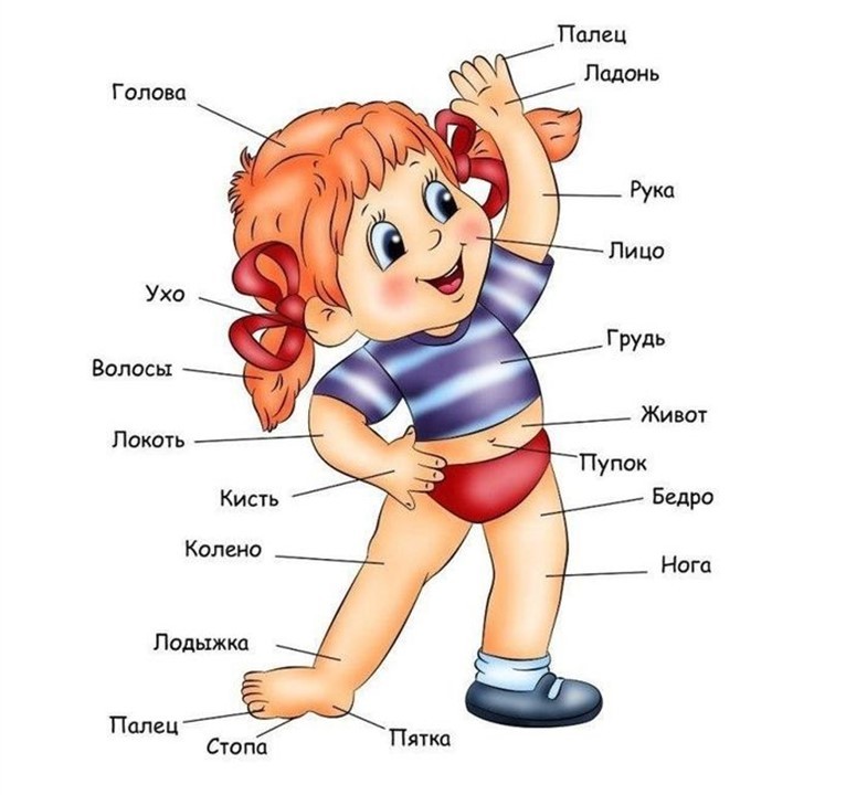Части тела